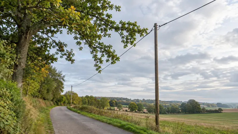 Arbre près d’une ligne électrique