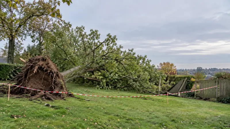 Arbre dangereux